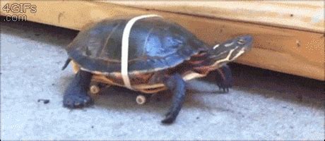 Turtle Wheels GIF - Find & Share on GIPHY