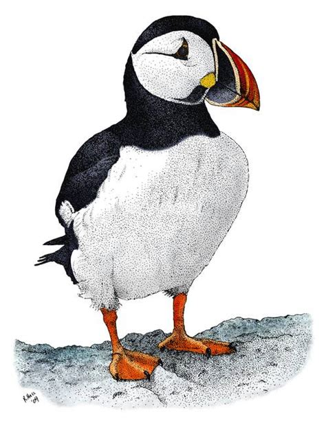 Stunning "Puffin" Drawings And Illustrations For Sale On Fine Art Prints