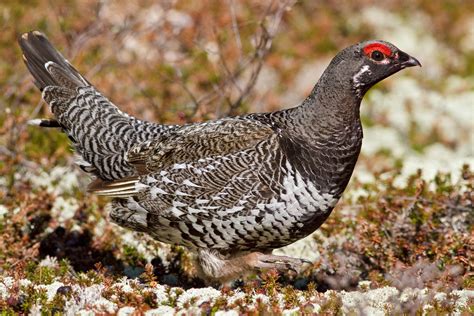 a large bird standing on top of a moss covered ground