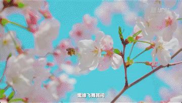 秀我中国丨当战国袍遇见樱花，共赴一场时空交错的奇遇 - 新华网客户端