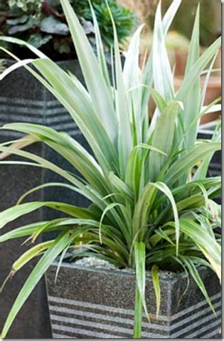 Evergreen Plants Balcony - Garden Plant