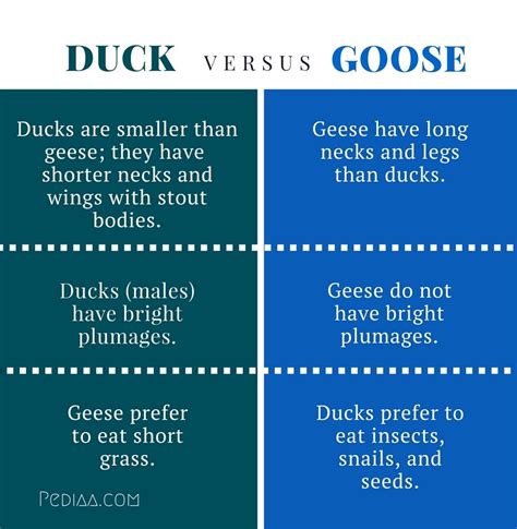 Difference Between Goose and Duck