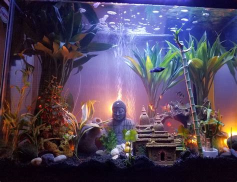 37 Gallons Fish Tanks And Aquariums - RateMyFishTank.com