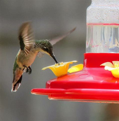 Hummingbird Sugar Water 101 | Birds & Blooms