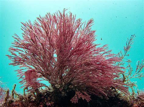 Red Algae—Seaweed—PNW Ocean Life—Species Identification — Edmonds Underwater Park