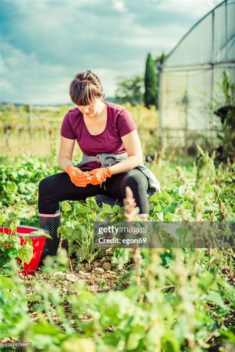 Harvesting Fresh Green Beans In The Field High-Res Stock Photo - Getty Images