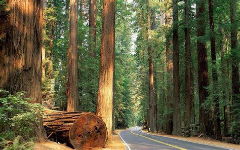 Sequoia National Park Wallpapers - Top Free Sequoia National Park Backgrounds - WallpaperAccess