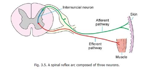 Myotatic or Stretch Reflexes