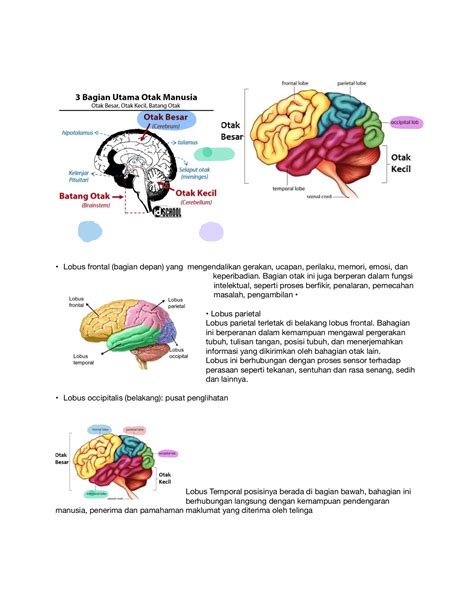 Bahagian Otak Dan Fungsinya