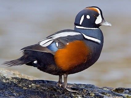 Harlequin Duck, Identification, All About Birds - Cornell Lab of Ornithology