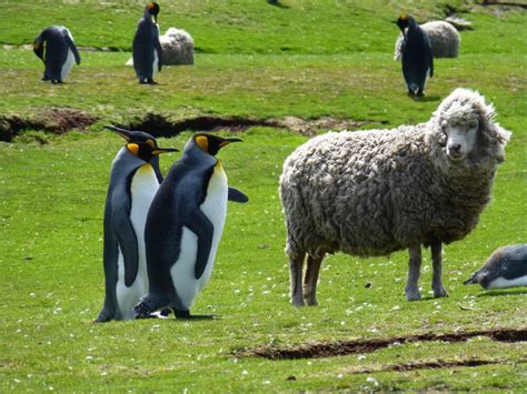 Falkland Islands, home to lots of sheep and penguins ... and very few people! - Bonvoyageurs