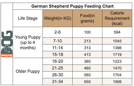 When To Stop Feeding German Shepherd Puppy Food