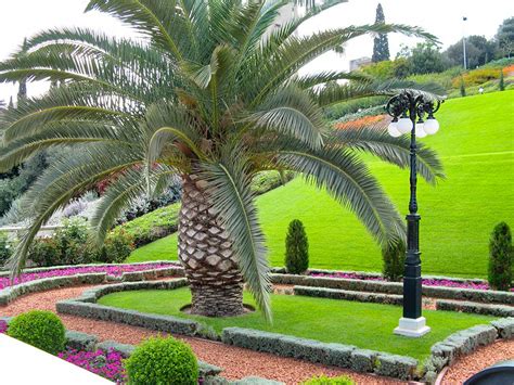 How to Care for Palm Trees - PlantingTree