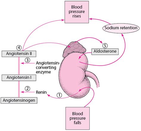 Image:Regulating Blood Pressure: The Renin-Angiotensin-Aldosterone System-MSD Manual Consumer ...