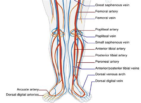 Veins In The Foot Anatomy