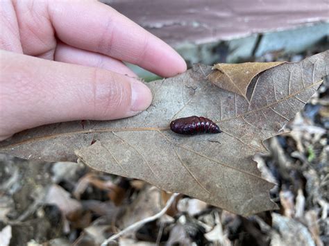 I found a moth pupa in my garden bed! : r/Entomology