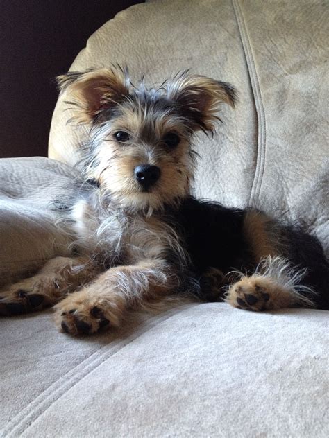 Snorkie- yorkie and schnauzer mix! | Terrier mix dogs, Yorkie mix, Schnauzer puppy