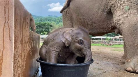 Cuteness Alert! Baby Elephant Wan Mai First Time in Bathtub ...