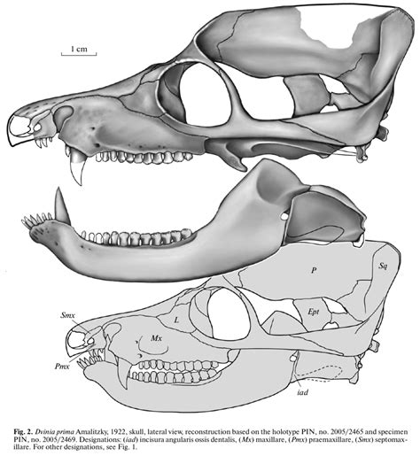 The Dragon's Tales: Late Permian Russian Cynodont Dvinia prima's ...