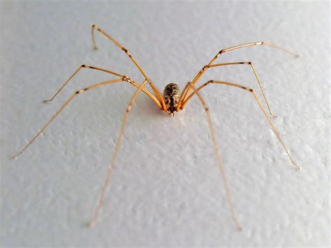 Daddy Long Legs Spider - Pholcidae family