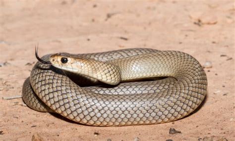 Eastern Brown Snake Bite: Why it has Enough Venom to Kill 58 Humans ...