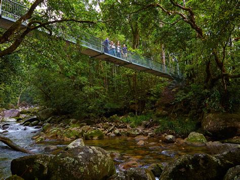 Rex Creek Bridge track | Mossman Gorge, Daintree National Park | Parks and forests | Department ...