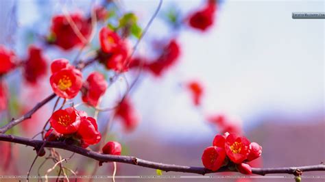 🔥 [40+] Wallpapers with Small Red Flowers | WallpaperSafari