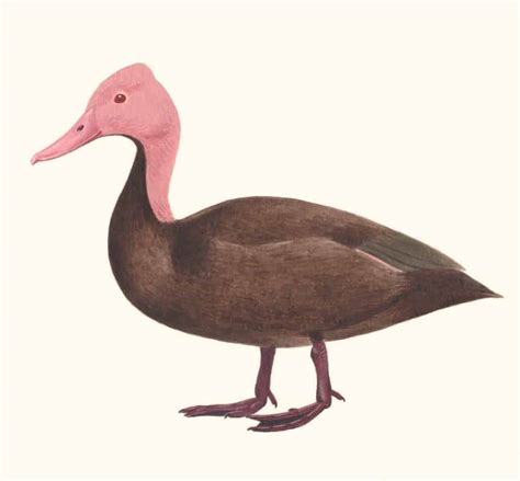 Pink-headed Duck - British Waterfowl Association