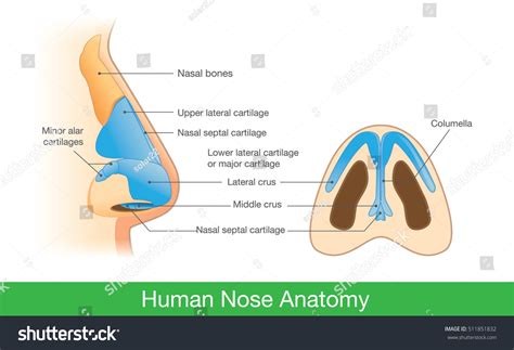 Human Nose Anatomy Diagram