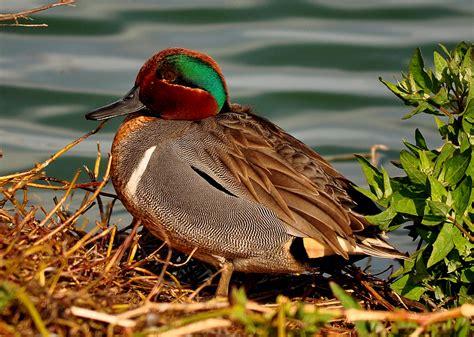 Bay Area Backwaters: South SF Bay Waterfowl & Shore Birds