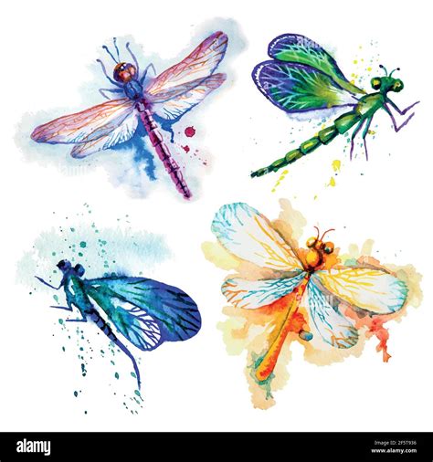 Flying Watercolor Dragonflies Hand Made Vector Set Stock Vector Image & Art - Alamy