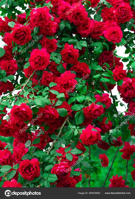 Natural Rose Flower Garden Photos | Best Flower Site