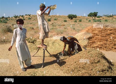 Farmers winnowing wheat standing on a wooden tressle to catch the wind. Tharparkar, Sindh ...