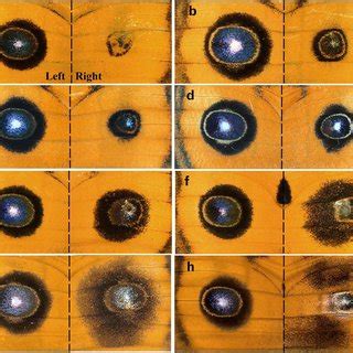 In each panel, the miniature eyespot is also shown in higher ...