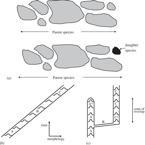 Schematic representation of (a) allopatric speciation; (b) anagenetic... | Download Scientific ...