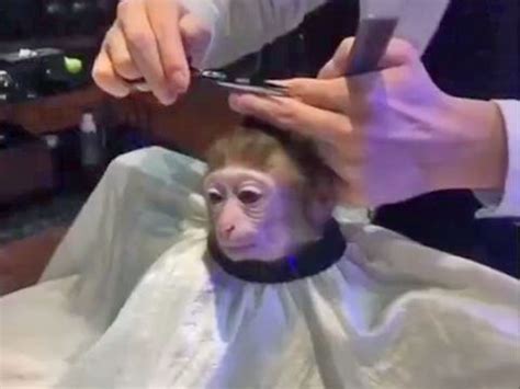 Monkey haircut meme can be Photoshopped into anything - Business Insider