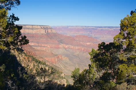 Pine Trees Over Grand Canyon Free Stock Photo - Public Domain Pictures