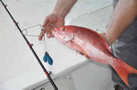 Alabama announces 28-day recreational red snapper fishing season for 2019