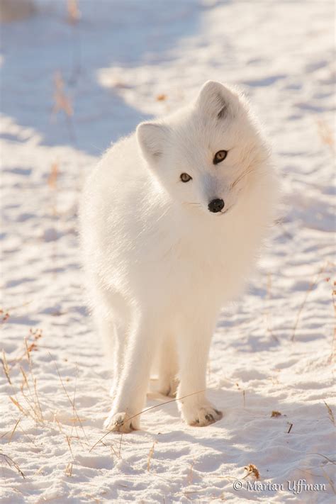 Cute Arctic Fox. : r/foxes