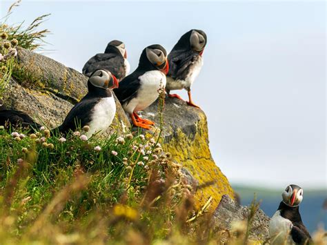 Where Do Puffins Live? (Habitat, Range + Distribution) | Birdfact