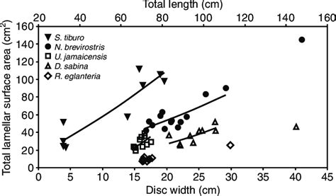 The species used in this study represent five elasmobranch families ...