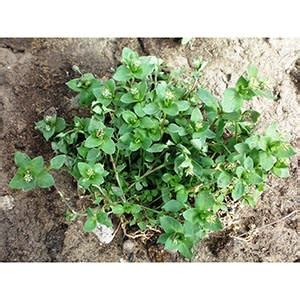 Common Chickweed Control