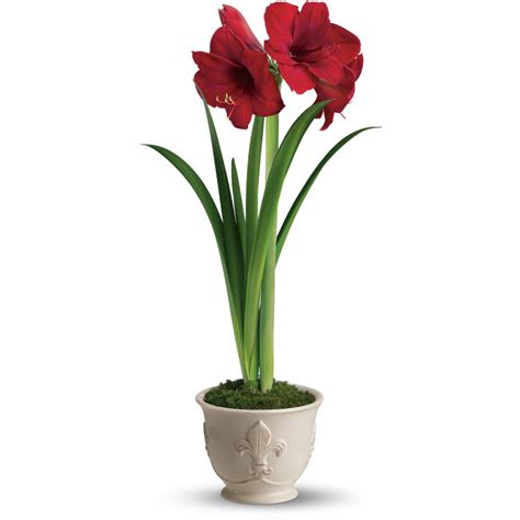 Christmas Flowers - Amaryllis Potted Plant - Same Day Delivery in ...