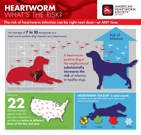 Heartworm Symptoms