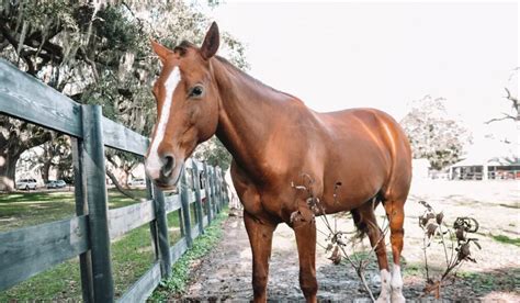 Horse House Names: 200+ Options For Naming Your Stable, Farm or Ranch - Helpful Horse Hints