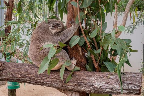 Koala sleeping on tree 12958008 Stock Photo at Vecteezy