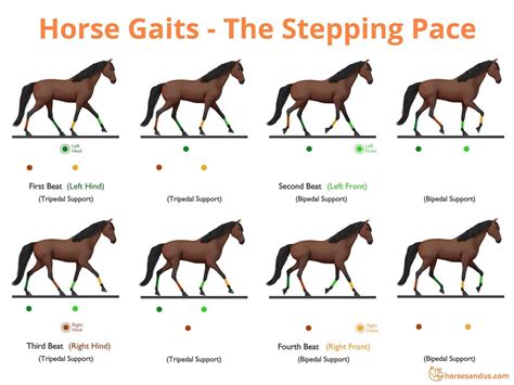 The “Ambling” Horse Gaits - Complete Guide - Horses and Us