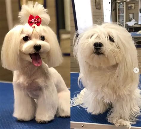 30 Best Maltese Haircuts for Dog Lovers – The Paws
