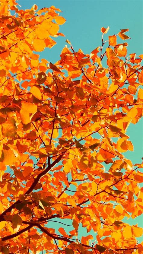 Tree, sky, autumn, yellow, leaves, Nature, autumn 2021 HD phone ...