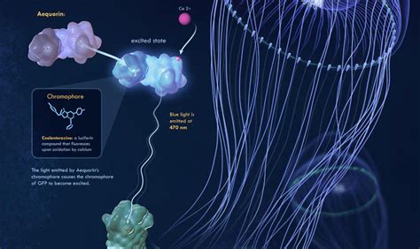 The Bioluminescence of Green Fluorescent Protein in Aequorea victoria ...